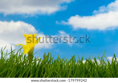 Daffodil in green grass with a blue and cloudy sky in the background.