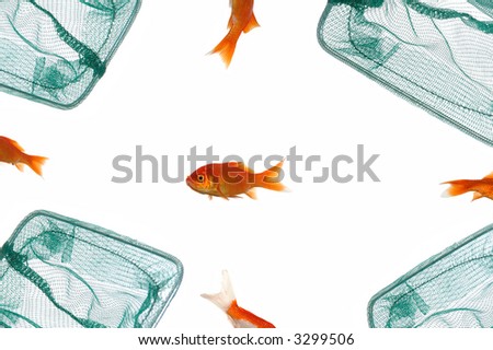 Fish is left alone in great danger by friends. Taken on clean white background.