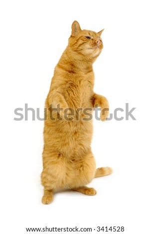 A Cat Standing