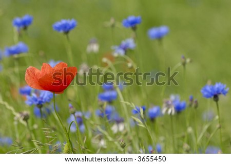 Red and blue flowers. Only the red poppy is in focus.