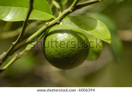 Lime tree with lime fruits