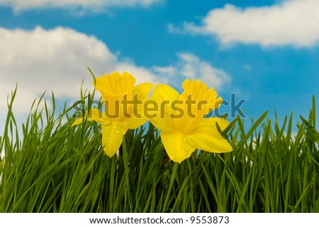 Daffodil flowers in green grass. In the background you can see a blue and cloudy sky.