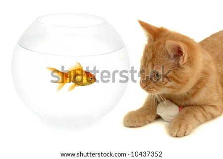 Fish Bowl Cat