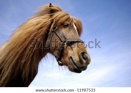 horse face profile. stock photo : Wide angle shot of horse face in profile.