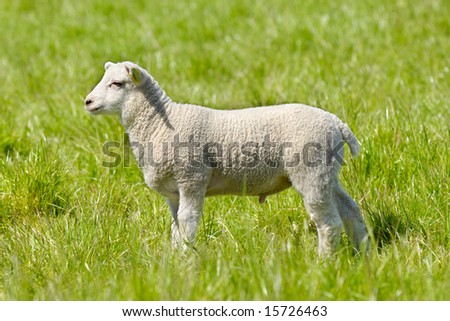 Lamb in profile on green grass