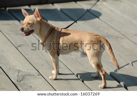 Sweet chihuahua dog in the sun