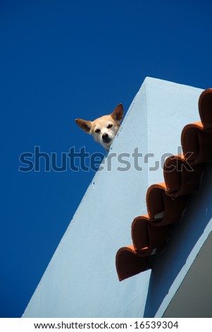 Guard dog on roof is looking down.