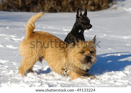 Dogs in the the snow. The breed of the dogs are a Cairn Terrier and the small dog is a mix of a Chihuahua and a Miniature Pinscher.