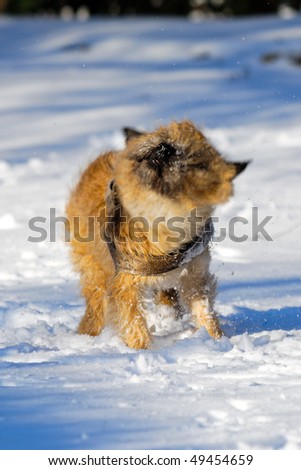 Dog is shaking snow off at winters day. Motion blur. The breed of the dog is a Cairn Terrier.