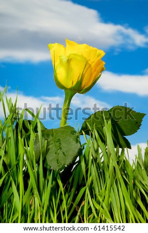 Yellow rose and green grass with blue sky and clouds in the background.