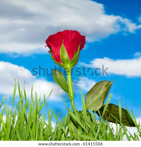 Red rose and green grass with blue sky and clouds in the background.