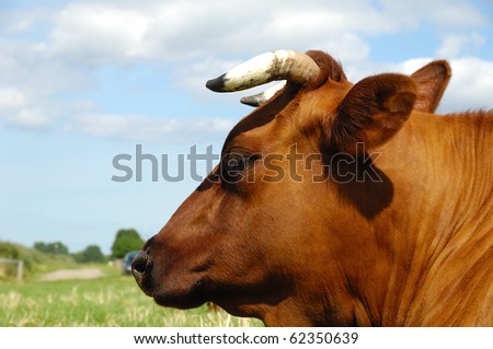 Face of a resting cow. The sky is blue with white clouds. Profile shot.