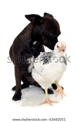 A puppy dog and a chicken. Real shot, not manipulation. The dog is a mix of a chihuahua and a miniature pinscher.