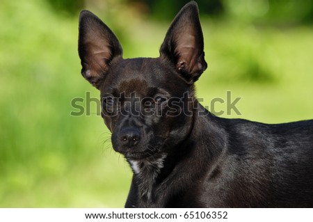 Sweet puppy dog is resting in green nature. The breed of the dog is aix of a miniature pincher and a chihuahua.