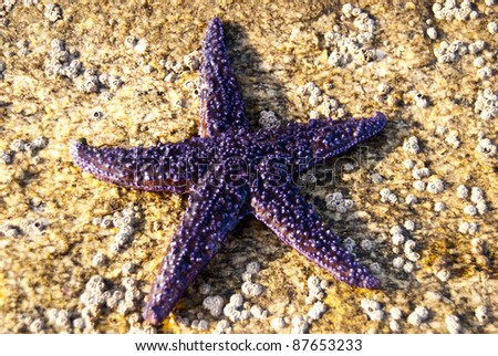 lying on a rock by the sea live a beautiful starfish