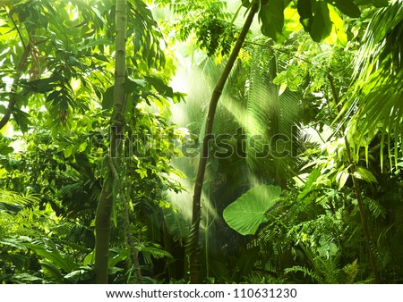 Tropical forest trees in sunlight and rain Tropical forest trees in sunlight and rain
