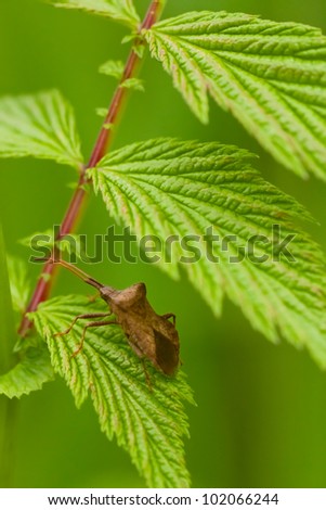 Stink Bugs on Red Raspberry Leaf. The red raspberry leaf (Rubus idaeus). Pentatomoidea are commonly referred to as shield bugs, chust bugs, and stink bugs.
