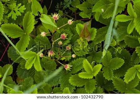 Woodland Strawberry. Fragaria vesca, commonly called wild strawberries or woodland strawberry.