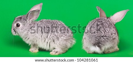 The Holland Lop rabbits Ears Down are alert, timid creatures.