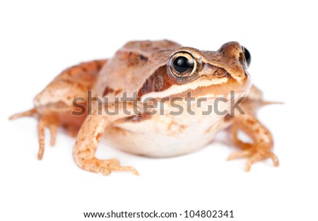 The Common Frog, Rana temporaria also known as the European Common Brown Frog.