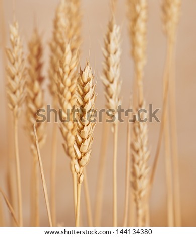 Wheat is one of the first cereals known to have been domesticated.