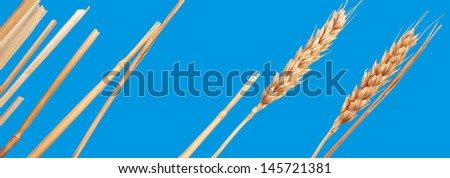 Blue. An ear is the grain-bearing tip part of the stem of a cereal plant.