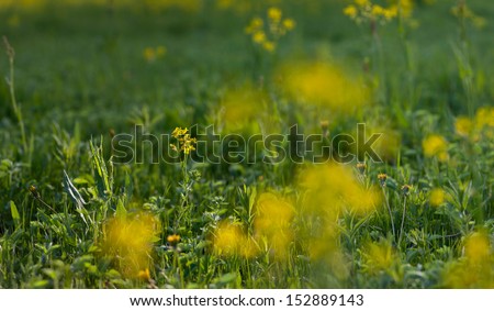 Brassica juncea, mustard greens, Indian mustard or Chinese mustard is a species of mustard plant.