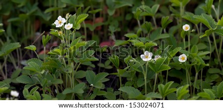 Fragaria vesca, commonly called wild strawberry, woodland strawberry, Alpine strawberry, European strawberry, or fraise des bois.