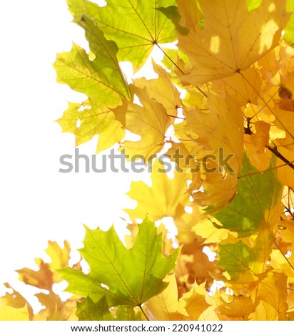 Colorful autumn leaves on white background.