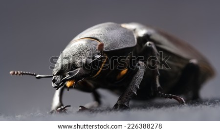 The Stag beetle is derived from the large and distinctive mandibles.