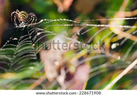 Creepy Wasp spider (Argiope bruennichi) on grass background