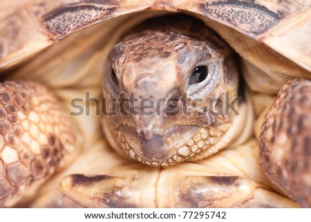 Russian tortoise - Central Asian tortoise.