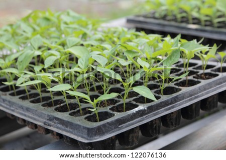 Seedlings on the vegetable tray.