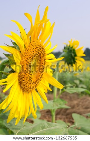 sunflower on white background