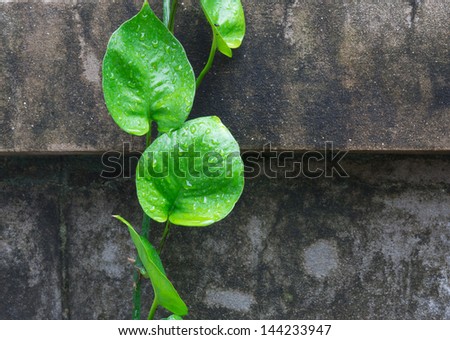 Variegated Devil\'s Ivy climbing on concrete wall