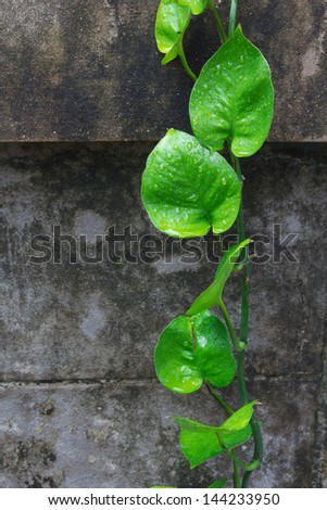 Variegated Devil's Ivy climbing on concrete wall