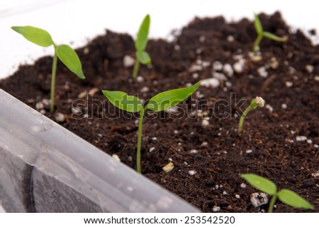 Pepper plant seedling sprouted growing on soil indoor