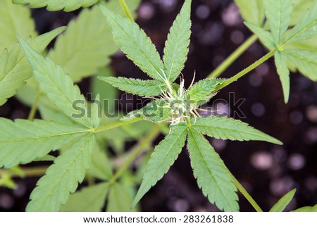 medical marijuana plant also called cannabis bud closeup