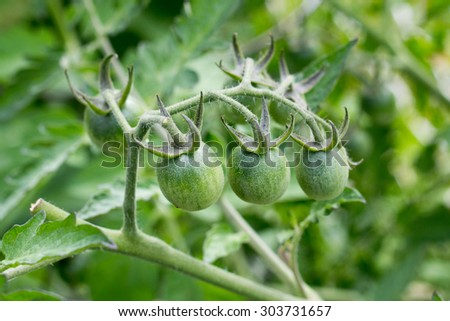 A stem of unripe  cherry tomatoes in a garden