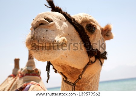 Muzzle camel close-up. Animal smiling.