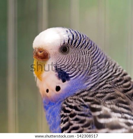 Portrait of a wavy parrot close-up. Macro.