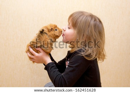 The little child kissing the guinea pig. Love for animals concept.