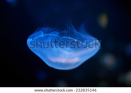 Jellyfish underwater close-up. The underwater world and its inhabitants.