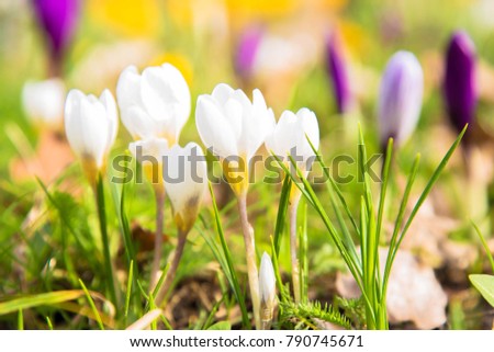 The first spring flowers crocus. White spring fragrant flowers of crocus and green grass. Spring bright floral background. Gentle symbol of spring.