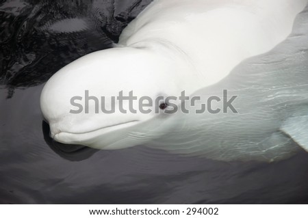 Beluga Whale head shot;  White Whale photo.