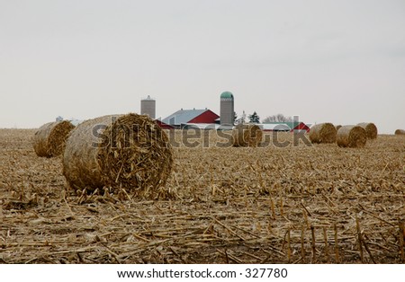 Farm Photo: Mennonite Farm; rolled bails of straw.   Waterloo, Ontario Canada.