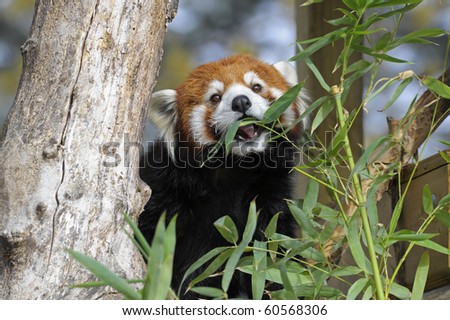 pandas eating bamboo. stock photo : Red Panda Eating