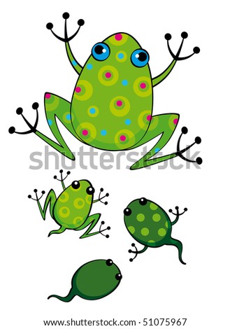 stock photo : little frog