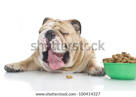 Cute English Bulldog with dry food