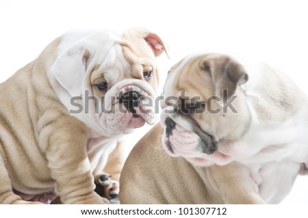 Bulldog Puppies Playing